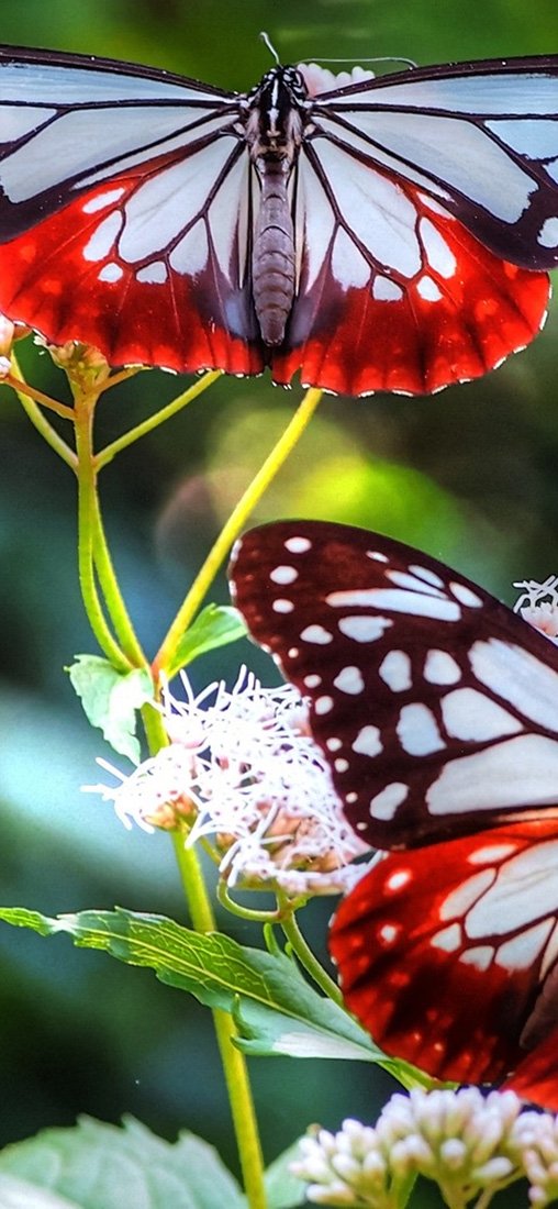 PeelitStickit Butterfly, Beautiful Nature Wall Murals, ID-3260, vinyl
