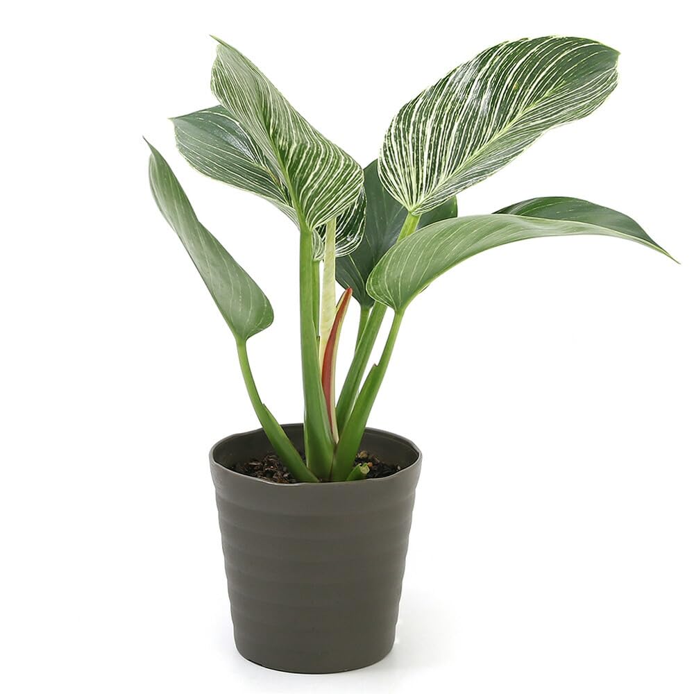 Amazon｜【charm】（観葉植物）フィロデンドロン バーキン 4号（1鉢