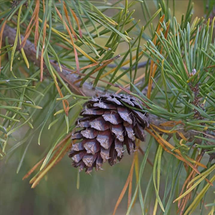 MySeeds.Co Brand, Pinus taeda (Loblolly Pine, Frankincense Pine) Seed, You Choose The Quantity (1 LB (10,880 Seeds))