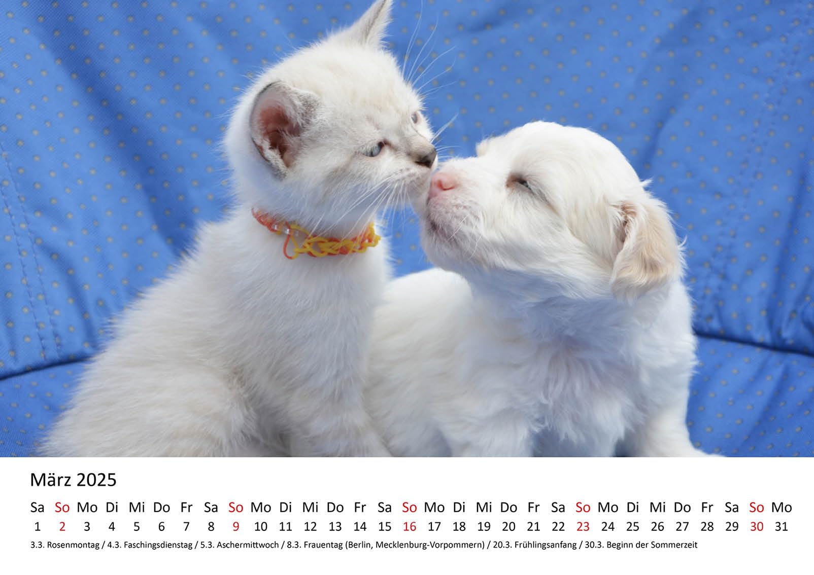 Edition Seidel Calendario Premium Canguros Magistrales Springer 2026 Formato DIN A4 Calendario
