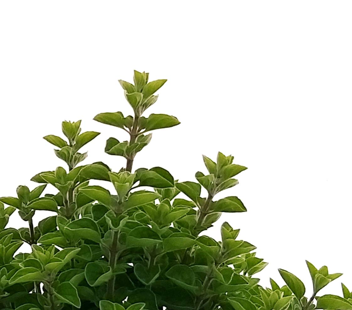 POWERS TO FLOWERS - 6 AROMATICHE BIO: ROSMARINO, TIMO LIMONE, SALVIA, MAGGIORANA, ORIGANO, MENTA MOJTO, piante vere