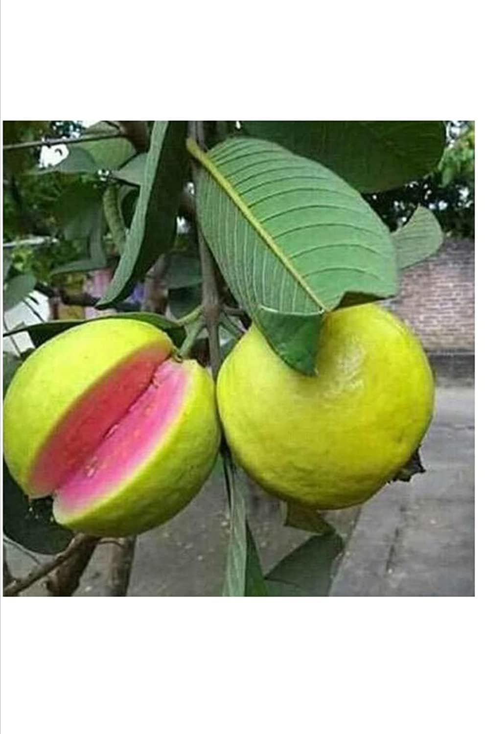 See full amazon price history chart for SEEDTREES Live Hybrid Taiwan Pink Guava Fruit Live Plant (Color: pink) With Pot SEEDTREES Live Hybrid Taiwan Pink Guava Fruit Live Plant (Color: pink) With Pot (B0CWNS2P2W) Amazon Price History, Amazon Price Tracker