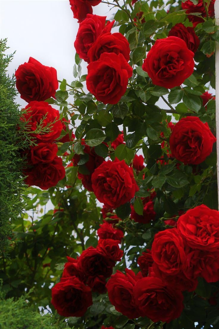 See full amazon price history chart for Punarva Rose PlantGolap PlantThe Entacloo Red Kashmiri Rose Plants SAMER BLOOM PLANT S Punarva Rose PlantGolap PlantThe Entacloo Red Kashmiri Rose Plants SAMER BLOOM PLANT S (B0D11Z4JD8) Amazon Price History, Amazon Price Tracker