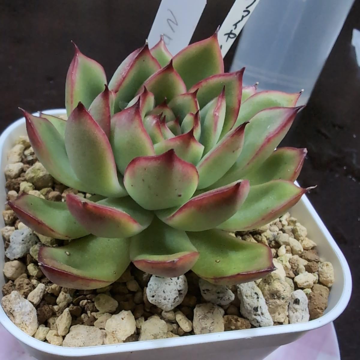 Amazon.co.jp: 多肉植物ヤ即4 エケベリア ファイヤーフライ（ホタル
