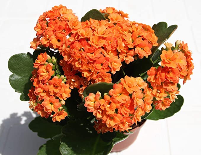 See full amazon price history chart for Gurveplantationi® Kalanchoe Orange Color Flower Plant Live with Black Plastic Pot. Gurveplantationi® Kalanchoe Orange Color Flower Plant Live with Black Plastic Pot. (B0B65NRKDH) Amazon Price History, Amazon Price Tracker