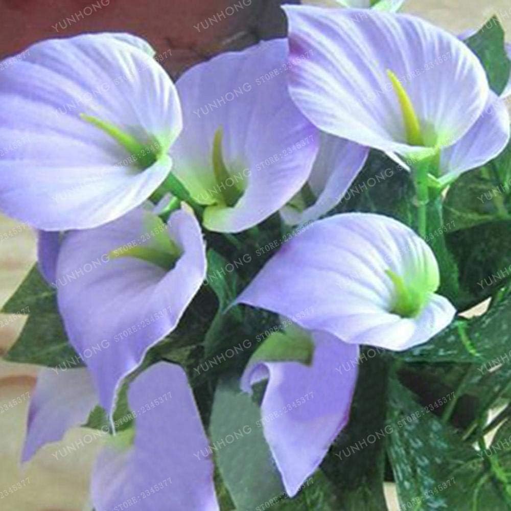 Ponak New 100 pcs Anthurium Flower Seeds for Gardening White