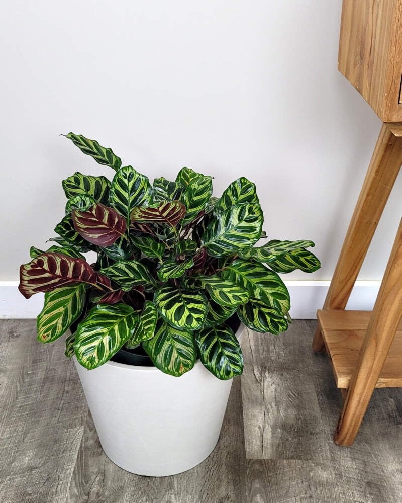 Calathea Makoyana Live Plant | Rare Peacock Leaf Plant | Indoor Air Purifying Plant | Pack of 1-picture-18