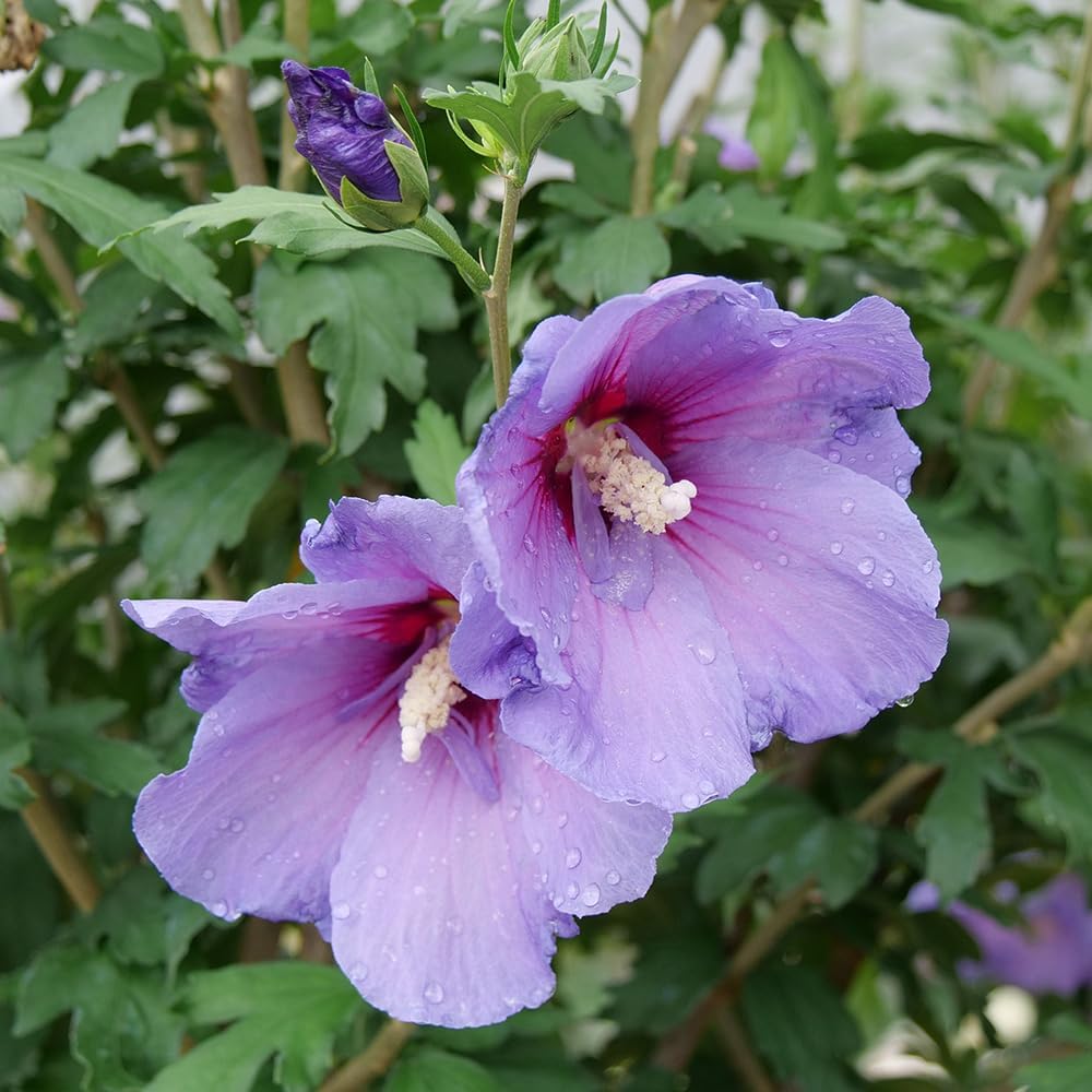 Proven Winners 2 Gal. Paraplu Violet Rose of Sharon (Hibiscus) Shrub
