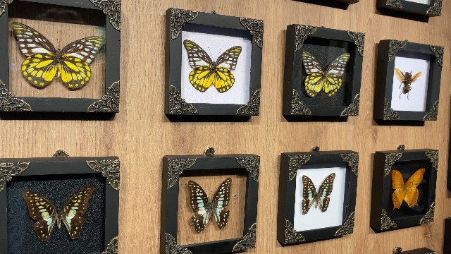 【中古】Butterfly in a Box [DVD] [Import] Buy Antique Butterfly Display Box | Vintage Collectible