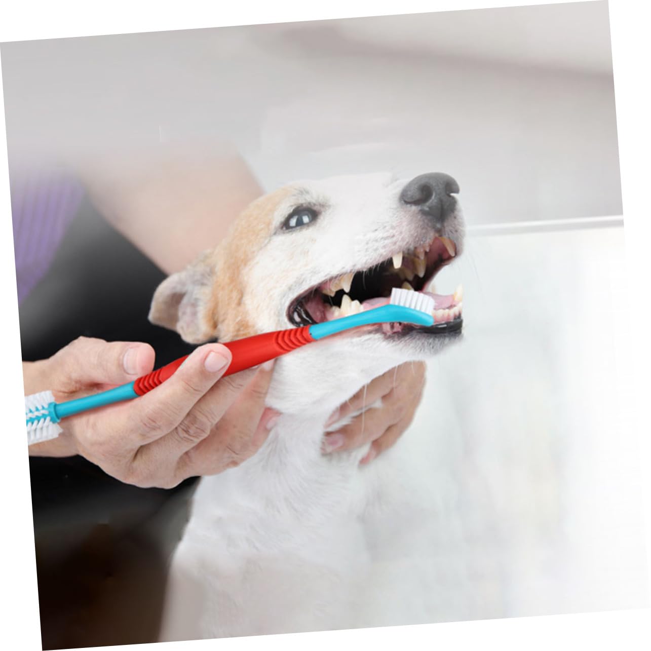 Toddmomy 12pièces Brosse à Dents Professionnelle Pour Animaux Outils De Nettoyage Buccal Pour Chiens Et Chiots