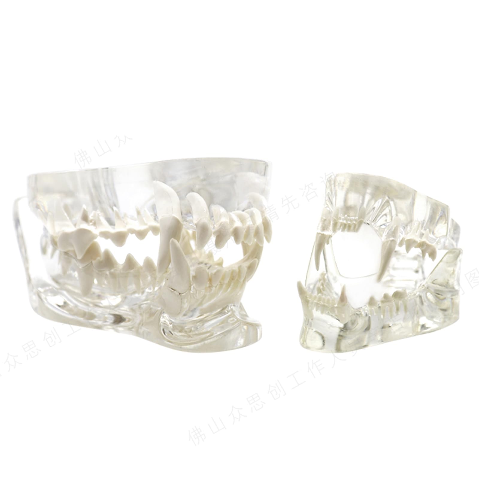 LKYLVEE Clear,10cm, Anatomy Cat and Dog Teeth Model - Transparent Feline Teeth Model - for Veterinary or Medical Teaching Dental Model