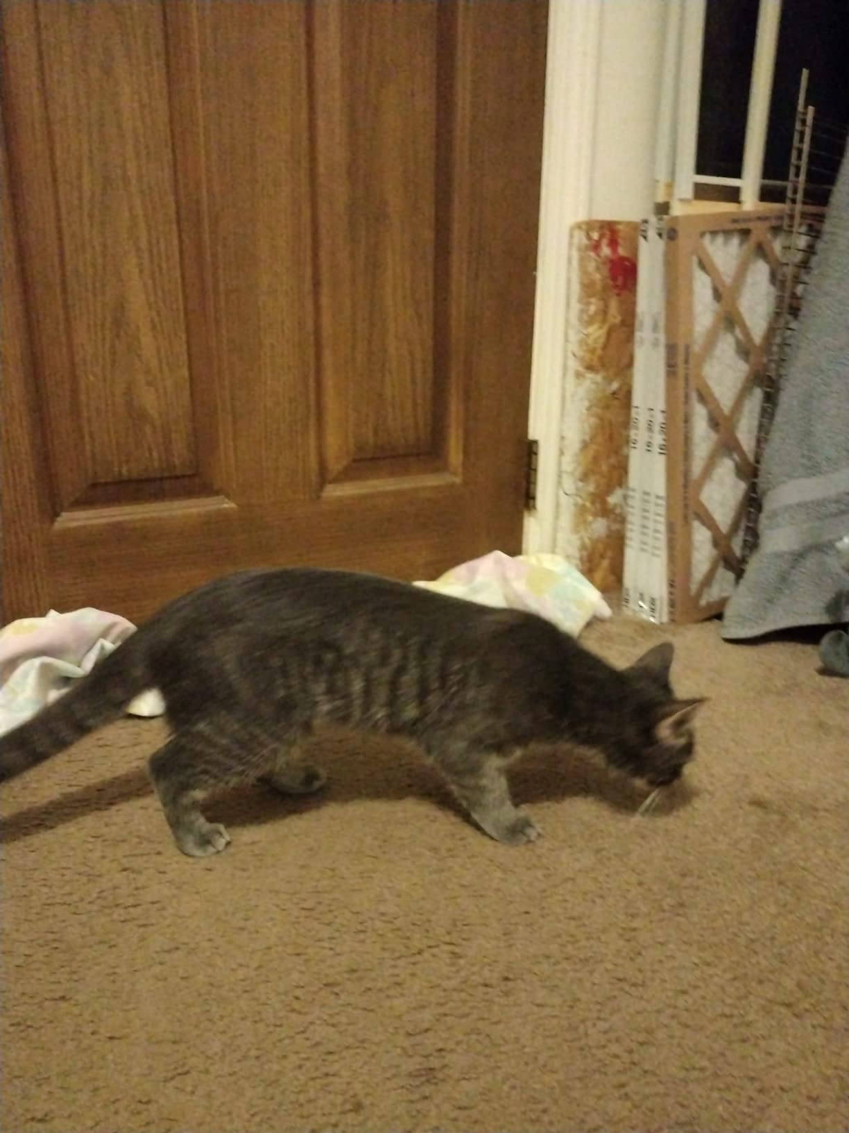 15/mo Finance MEEXPAWS Extra Large Giant Stainless Steel Litter Box