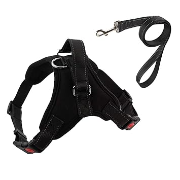 dog leash to prevent pulling