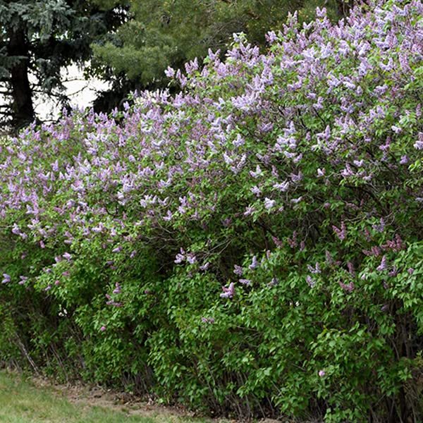 Lilas commun 'Katherine Havemeyer' – Syringa vulgaris 'Katherine Havemeyer' 40-60 cm pot | Arbuste ornemental, fleurs mauves parfumées, parfait haie fleurie