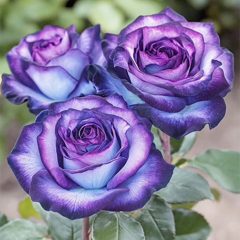 Miniatura 2 de Más de 165 semillas de rosas perennes exóticas para plantar, semillas de rosas raras y hermosas sin OMG para jardín y patio para plantar al aire