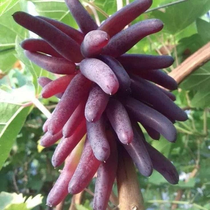 Image of GreenWorld Special Variety, Sweet Long Finger Red Grape,Lal Angoor Live Plant Hybrid Big Size, (Fruit After 1 Year)