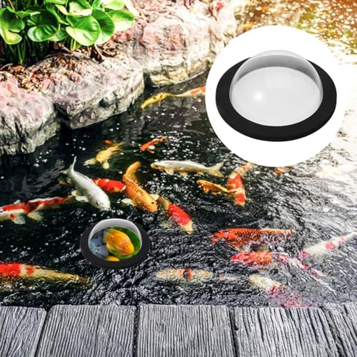 Observation de poissons avec base noire et couvercle transparent - 8
