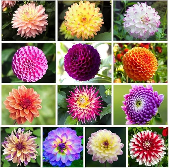 Beautiful Dahlia Bulbs UK for Planting, Rhizome, Hardy Perennial, Excellent Display, Natural Organic, Wedding, Balcony Garden-2 Rhizome-A