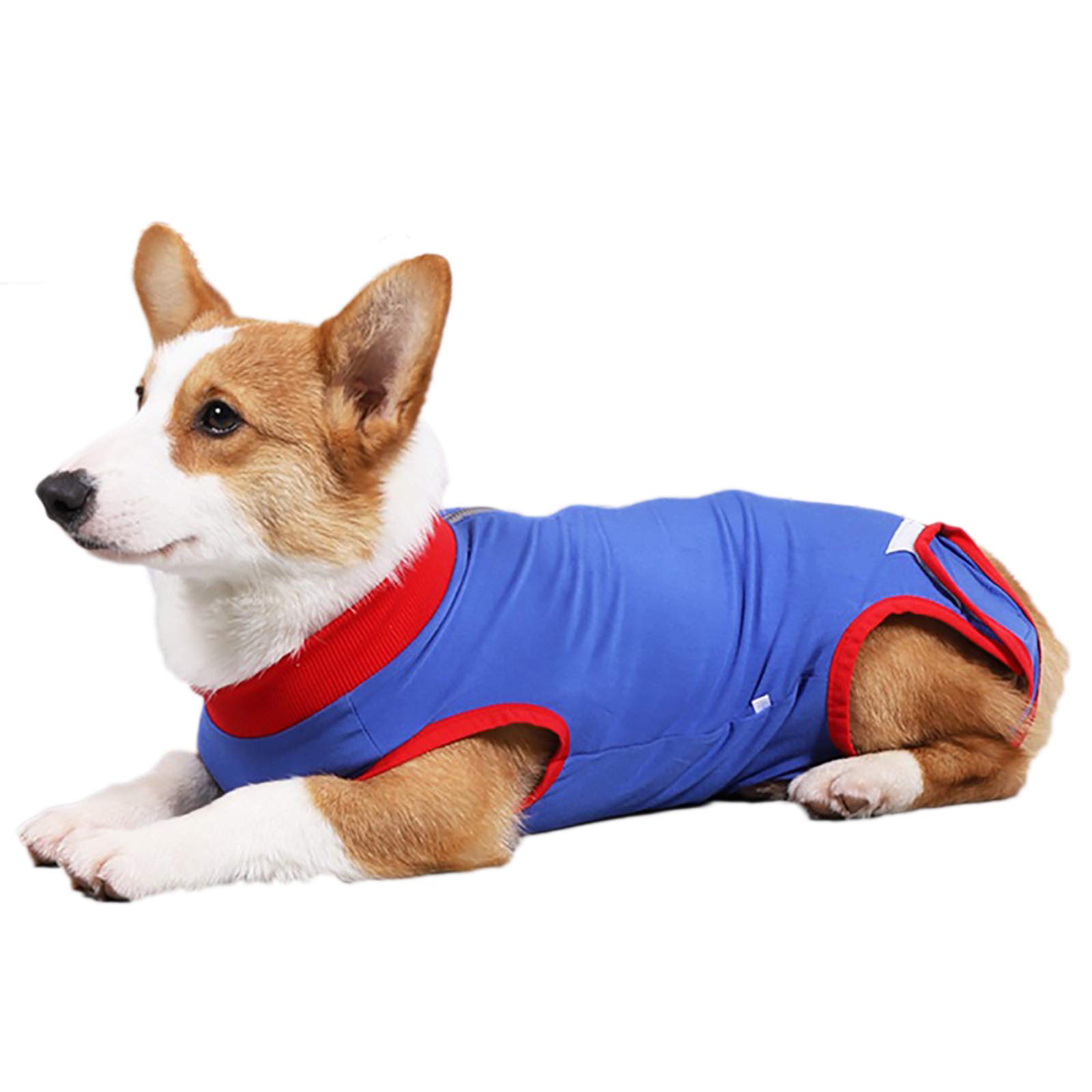 Costume de récupération pour chien S protégeant avec douceur sa plaie abdominale