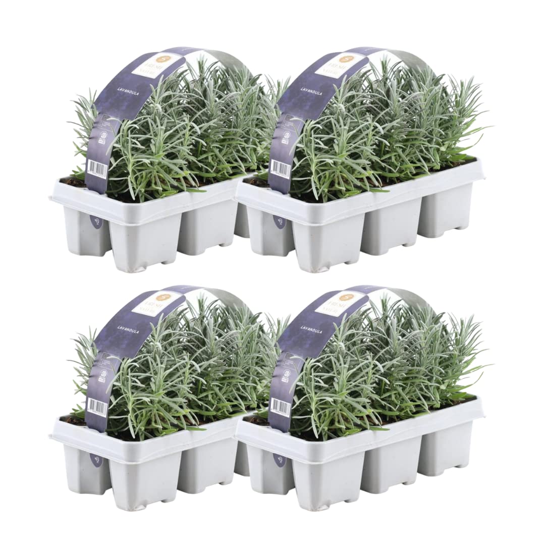 Lavanda Angustifolia Profumata, per Giardino, Viola, Set da 24 Pezzi 7 cm