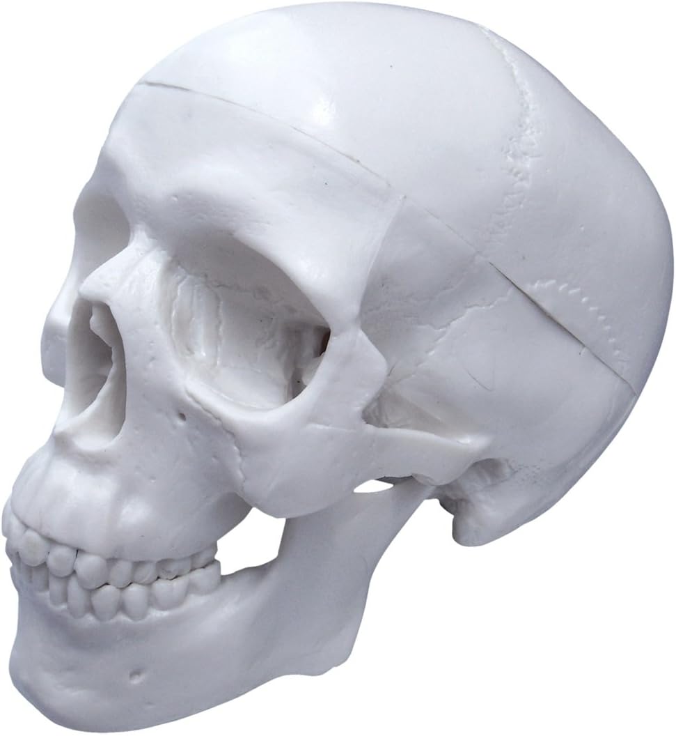 Cranstein ScientificE-215 Mini Skull