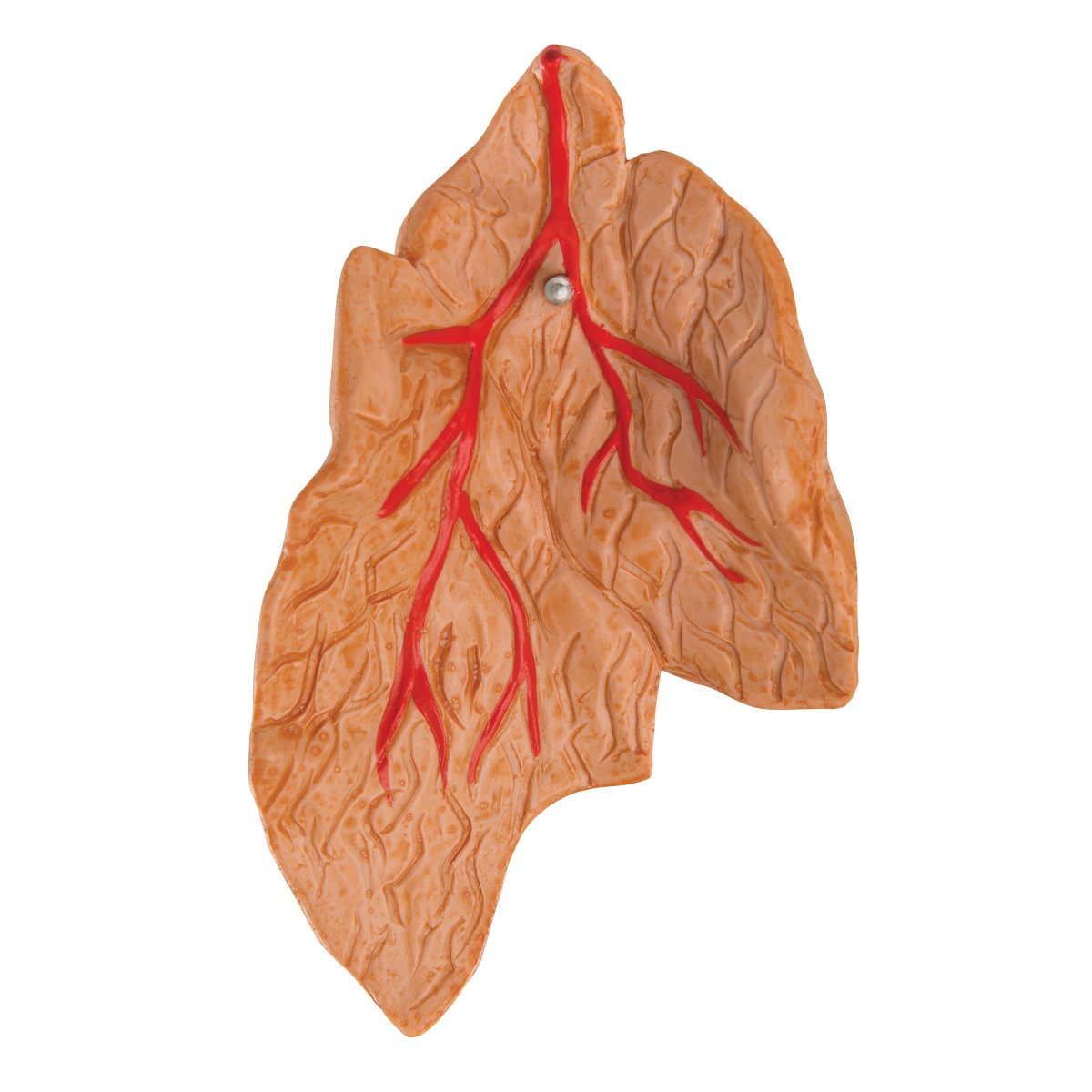 3B Scientific G08/1 Modello di Anatomia Umana Cuore, Modello Classico, con Timo, in 3 Parti + software gratuito di anatomia - 3B Smart Anatomy