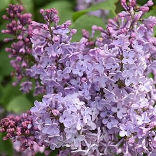 Lilas Laciniata - Syringa Laciniata 40/60 cm Pot 3l - Plante En Pot - Hauteur 40/60 cm