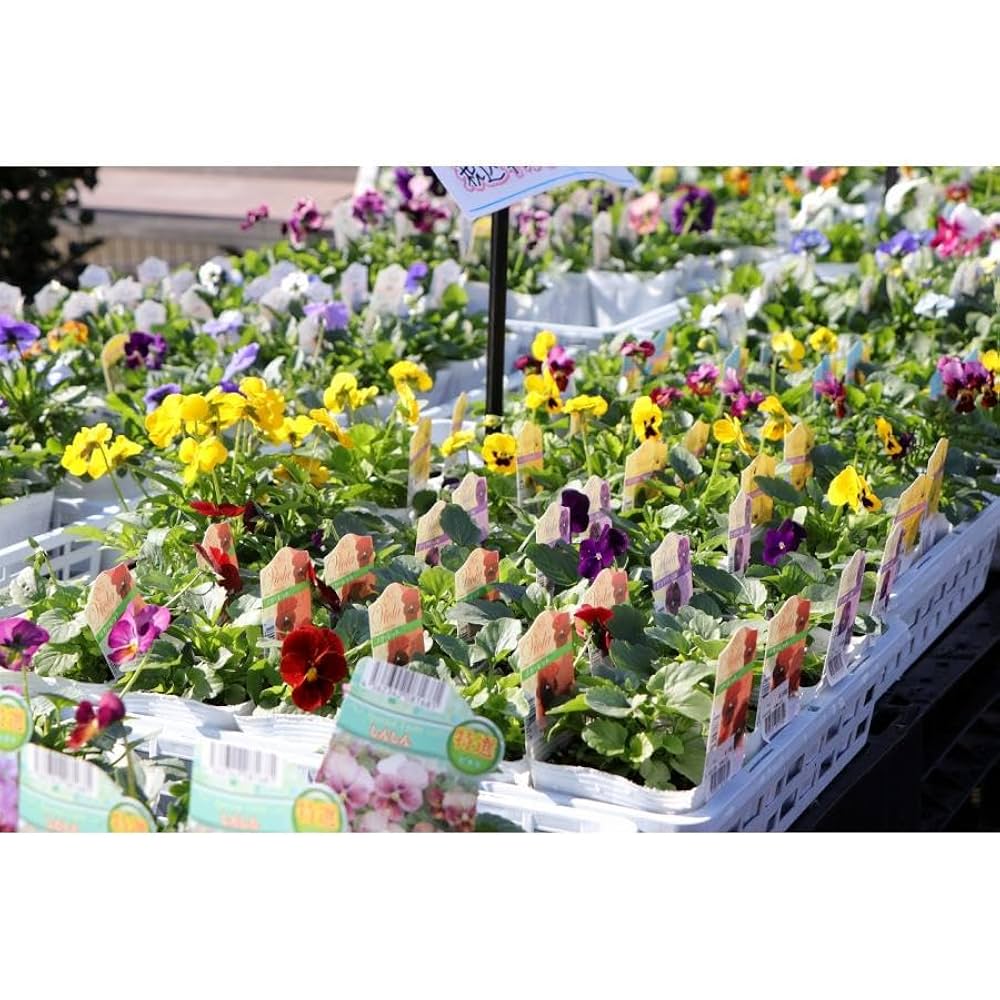 水越智三 pure tomato パンジー 鉢植え 花 イラスト 水越智三