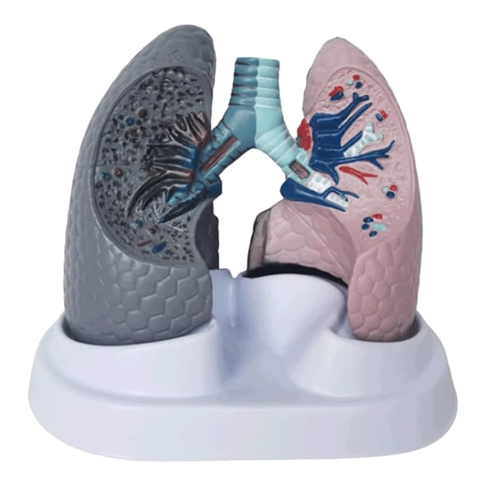 YNIYUJKL Human Lung Anatomy Model, Healthy Vs Smoking Lung Comparison Set, Respiratory System Model For Teaching, Medical Education, Science Classroom Props