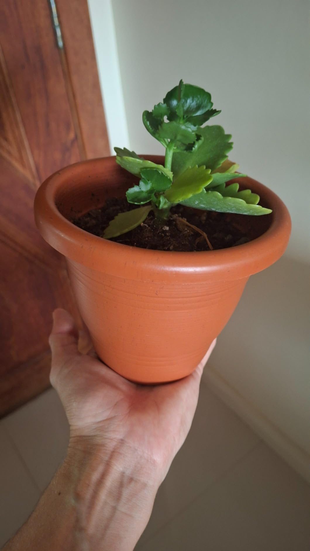 Sanremo – Vaso Redondo Plástico para Jardinagem de 13 cm, Linha Boulevard