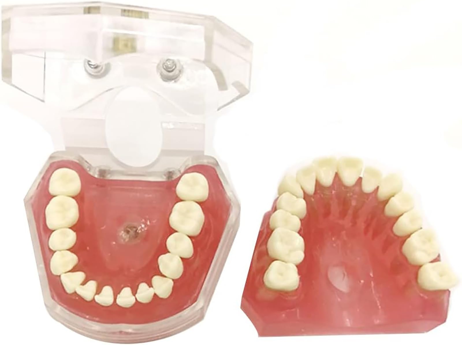 Zahn-Demonstrationsmodell Zahnmodell Zahnmodell Anatomisches Zahnmodell für Zahnunterricht oder Mundpflege