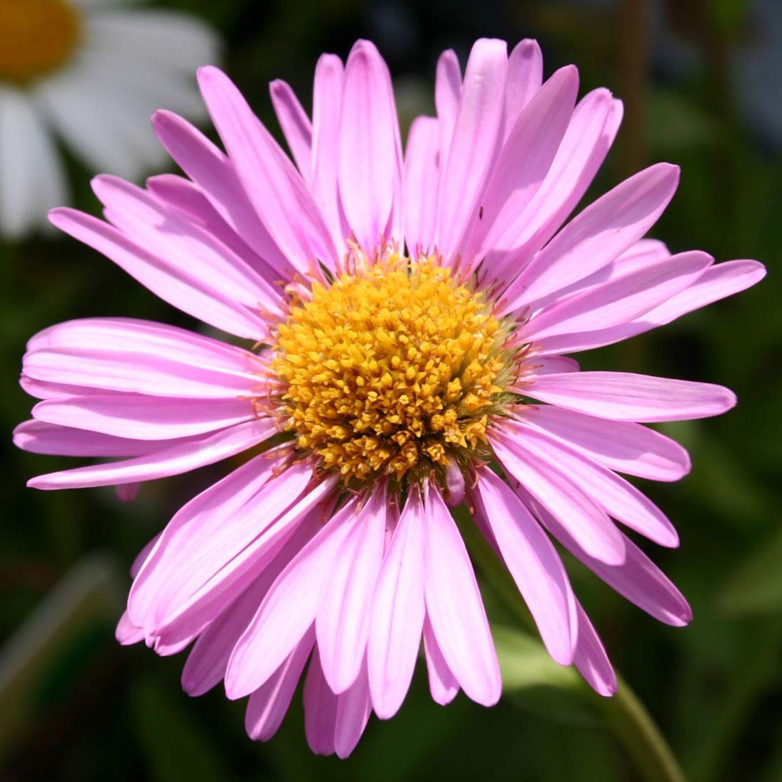 6 x Aster des Alpes 'Happy End' - Aster Alpinus, Godet 9x9 cm - Fleurs Roses, Compactes