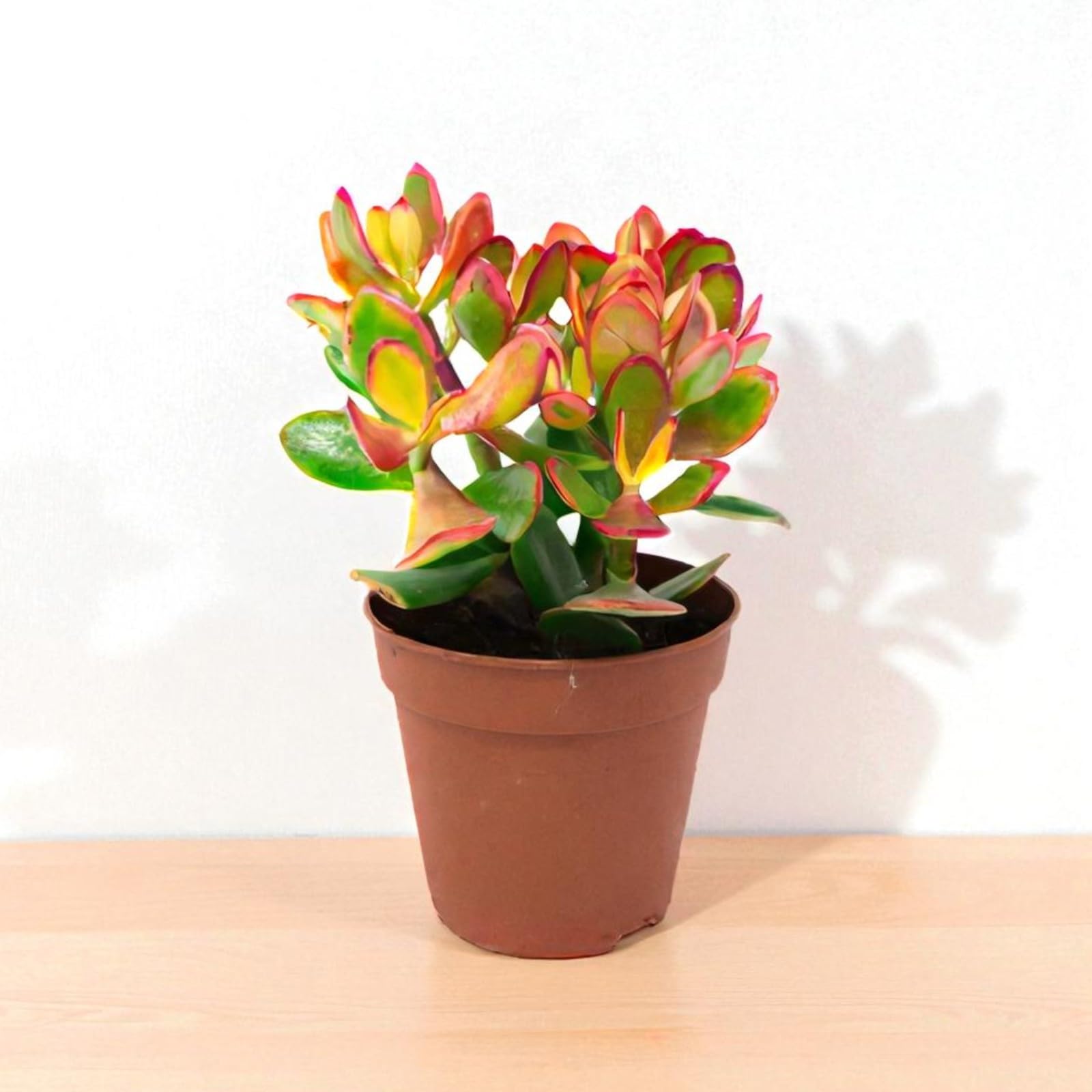 Carbeth Plants Crassula Ovata Money Penny Plant in 12cm Pot - Live Indoor Succulent Houseplant - Easy Care Jade Plant for Home or Office