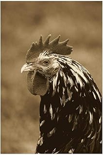 Poulet domestique, coq gournay, gros plan de tête, Normandie, France-Paper Art-22