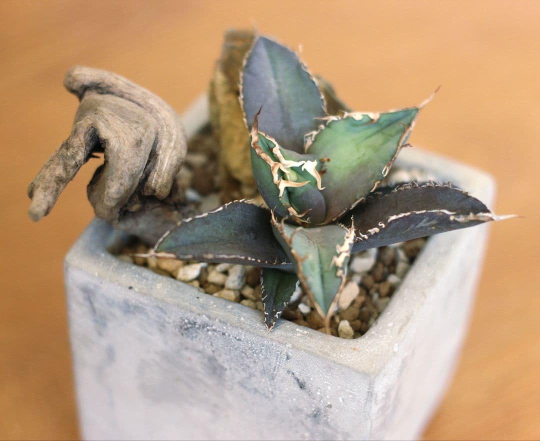Amazon｜アガベ チタノタ ハビタットスタイル｜観葉植物 オンライン通販