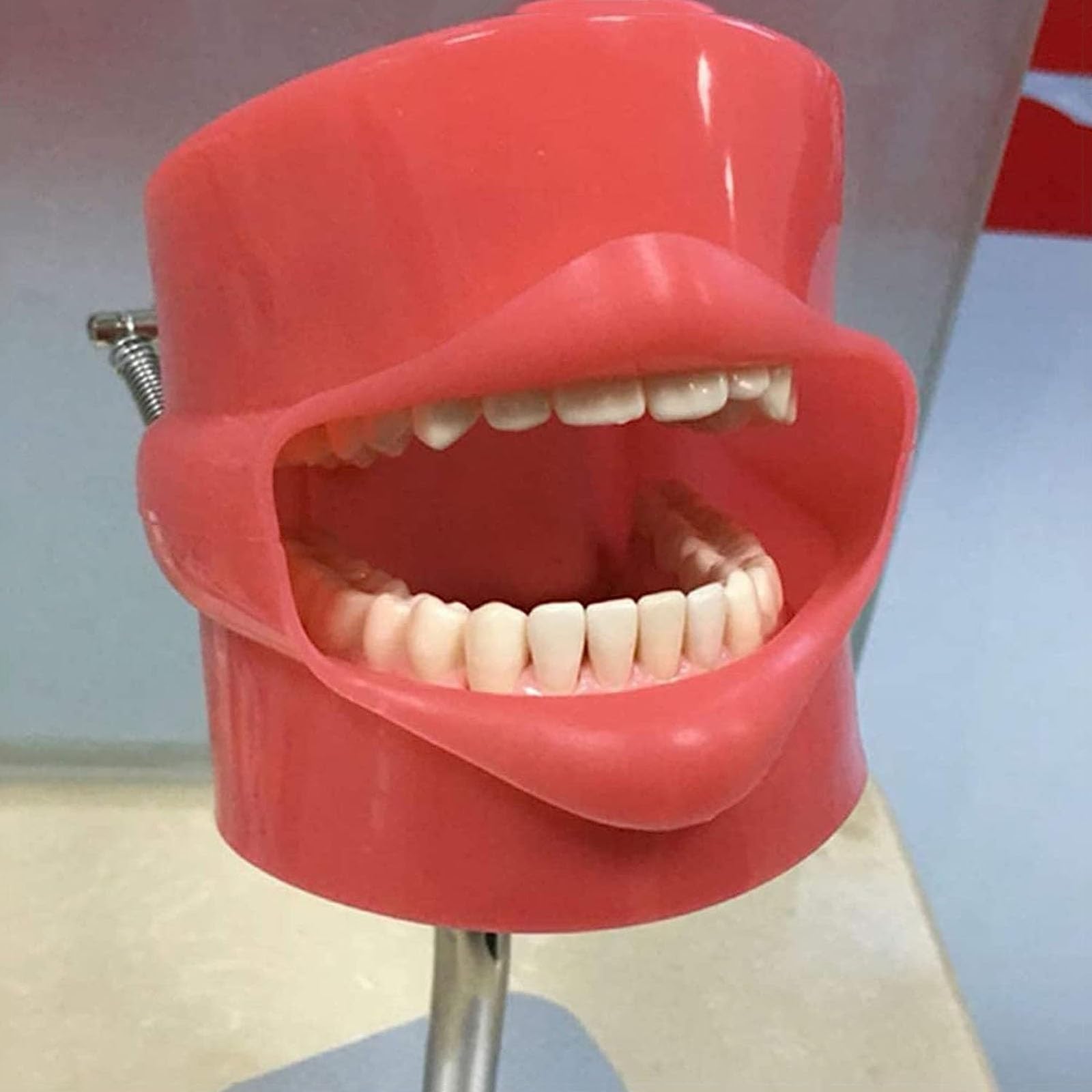 Model głowy fantomu dentystycznego, system symulatora dentystycznego z podstawą ze stali nierdzewnej, model zębów do montażu na ławce dla dentystów Nauczanie higieny jamy ustnej (Color : B)