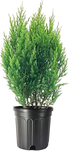 Enebro griego espinoso  Árbol vivo del tamaño de un galón  Juniperus Chinensis  Planta de cribado de hoja perenne resistente al frío tolerante a la
