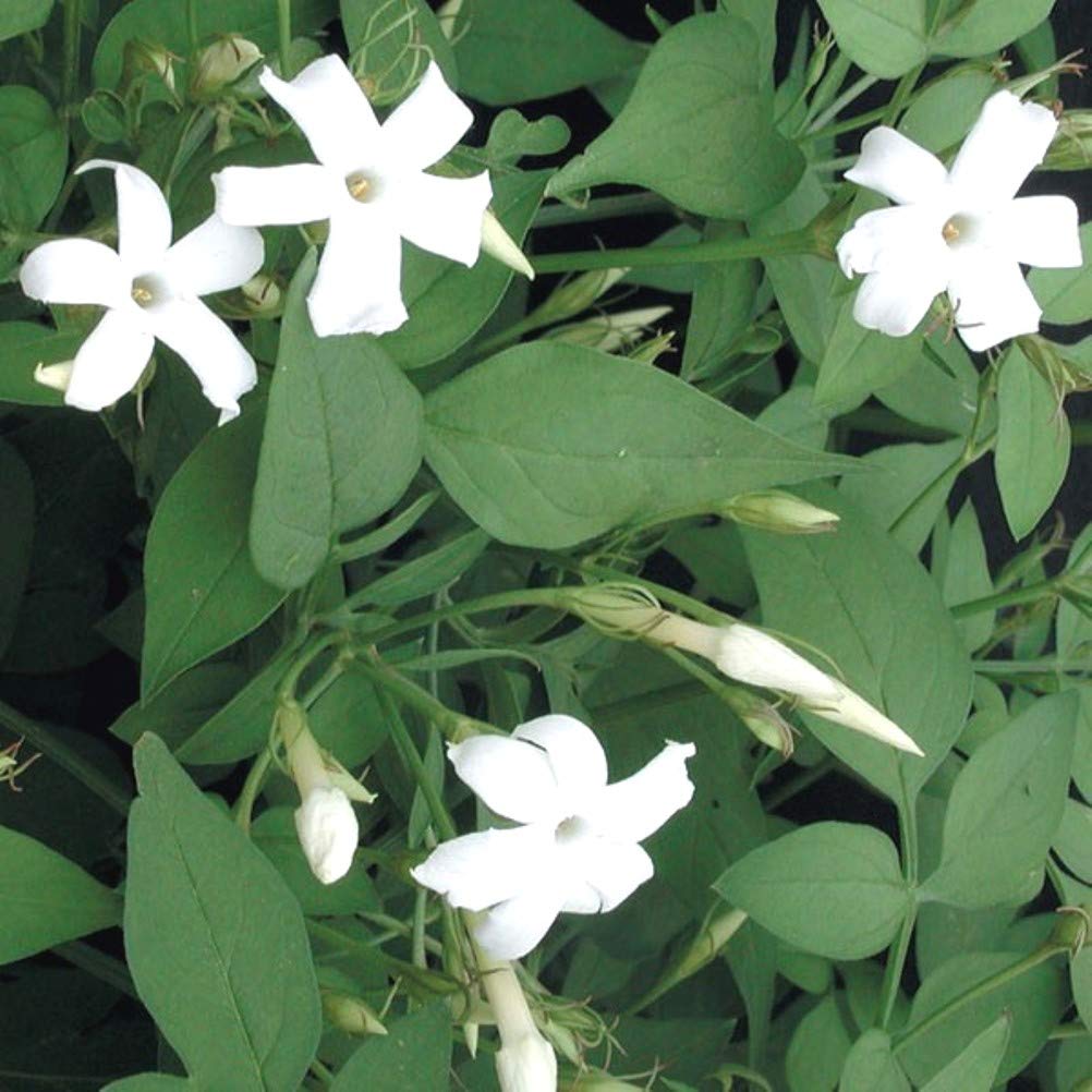 Buy Plantzoin Common jasmine Chameli Jasminum officinale Jaai Live