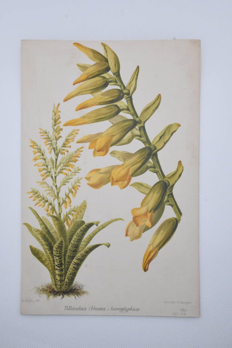 フランス ボタニカル画 石版画の額装品 １８９１年 Amazon.co.jp: フランスアンティーク 博物画 植物画『Tillandsia
