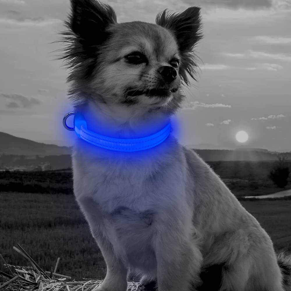 BSEEN Collar iluminado para cachorros, collar de perro LED recargable, collares brillantes para gatos, collar de perro iluminado reflectante para perros y gatos pequeños (azul, XS)