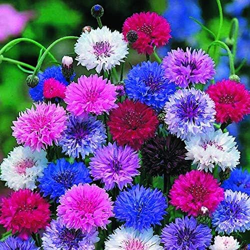 AYWAL Cornflower Flower Seeds (Phool ke Beej) for Home/Terrace Garden (Pack Of 120 Seeds) C913 (B0CPWJ6S95) Amazon Price History, Amazon Price Tracker