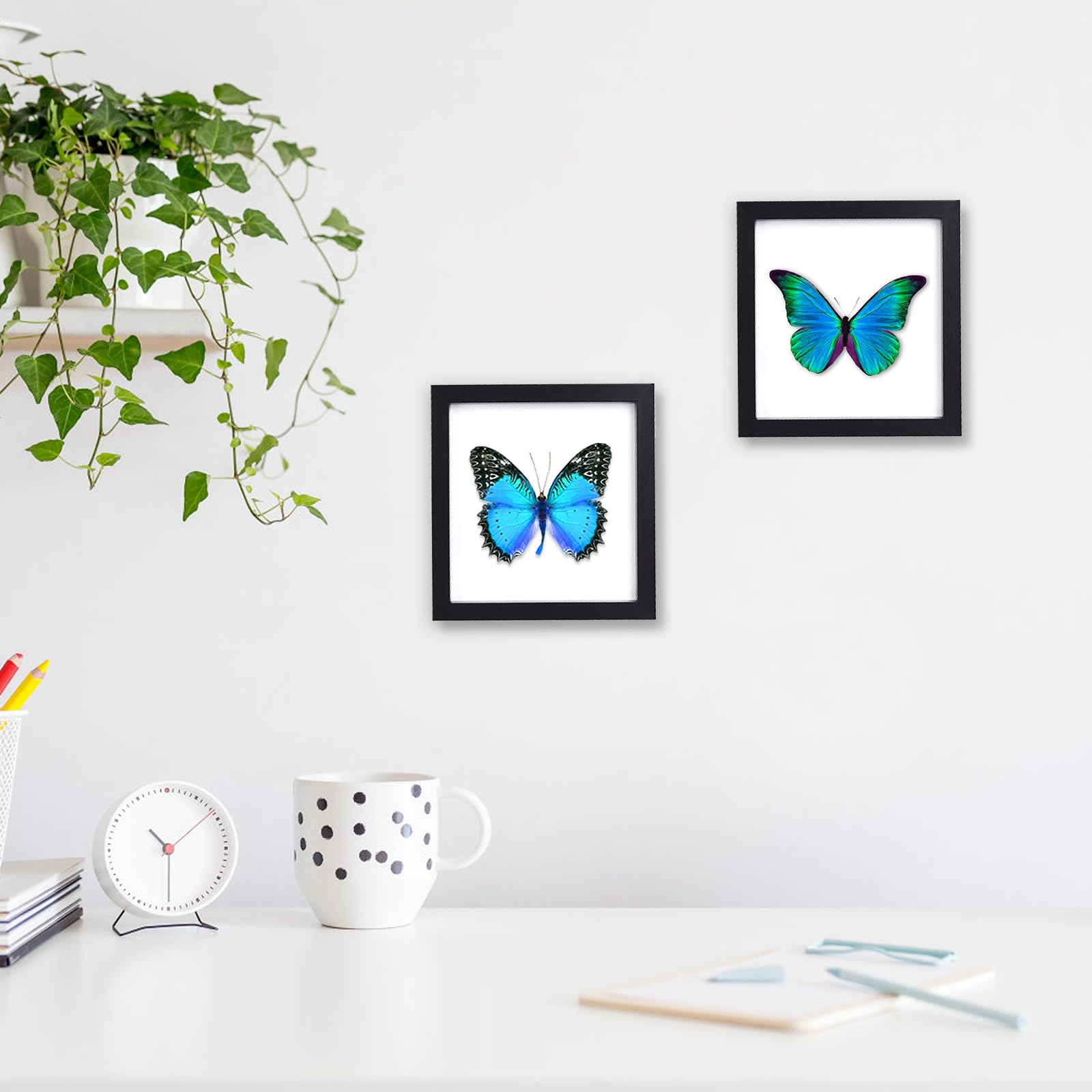 4 Pièces Vitrine à Insectes Murale, Boîte de Présentation D'Insectes pour Spécimen de Papillon avec Panneaux en Mousse EVA,pour Les Amateurs d'insectes,15,1x15,1 cm