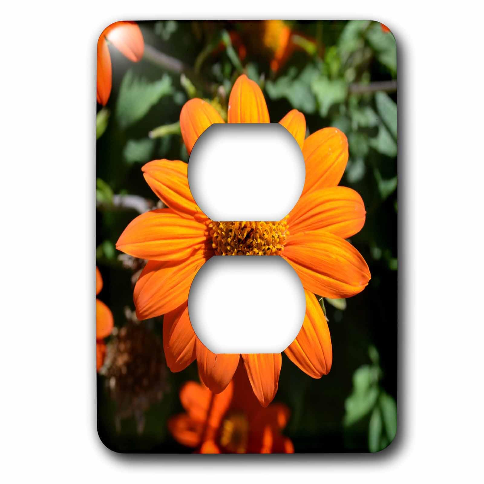 3dRose lsp_30378_6 Tournesol mexicain Photographie de Fleurs pour 2 prises