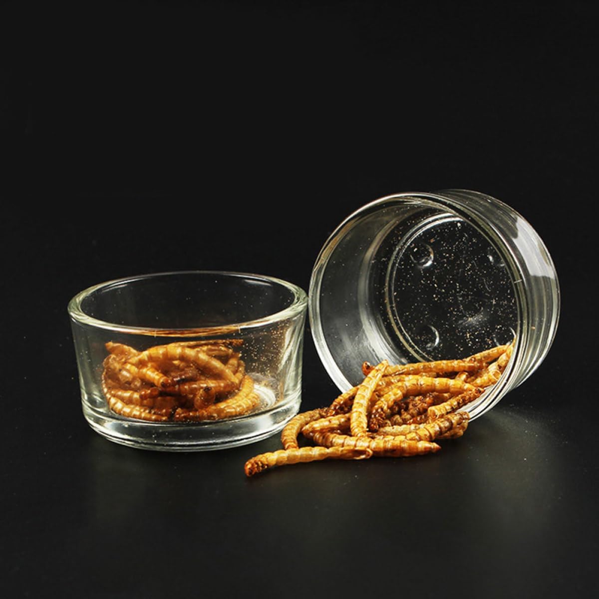 Toyvian 9pcs Glass Terrarium Food Bowls and Reptile Water Dishes for Tortoise Lizard Snake Scorpion Turtle Feeding in Habitat