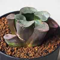 赤紫色の多肉植物 中型鉢*3 Amazon.co.jp: ハオルチア(赤)・紫鏡 2.5号鉢【品種で選べる多肉