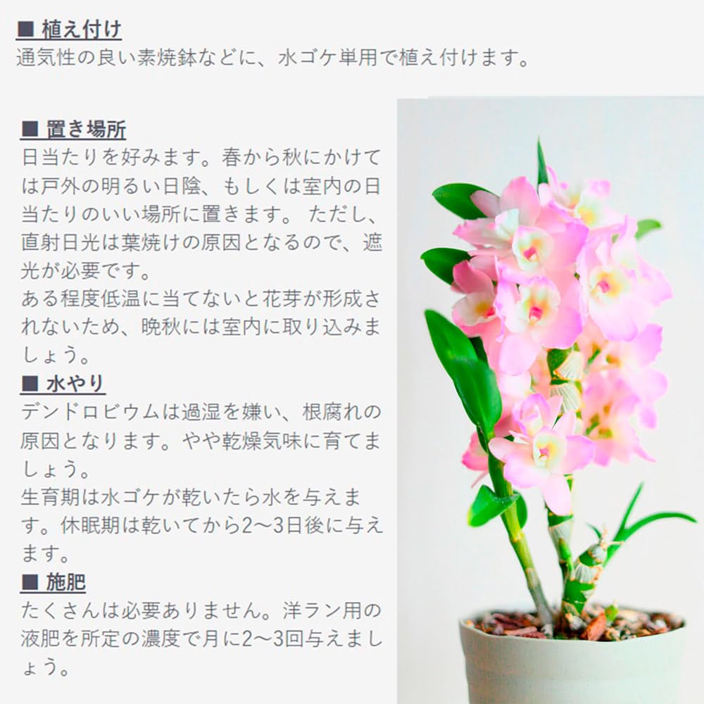 Amazon.co.jp: 洋蘭苗 デンドロビウム レッドエース 1株