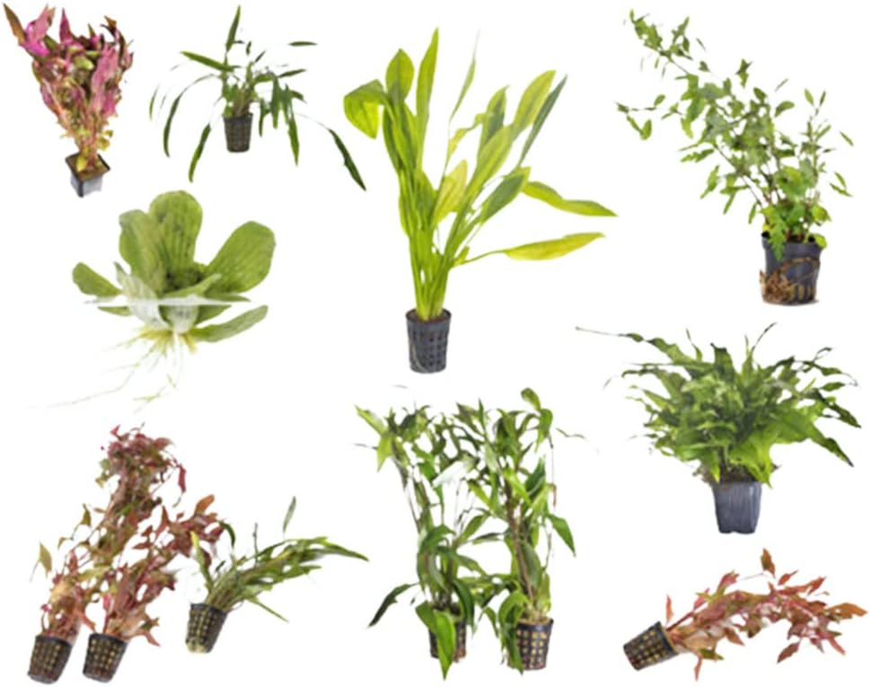 Beginner's 10-Pack Aquarium Live Plants Bundle - Ideal for Freshwater Tanks - Easy Care, Low Maintenance, & Vibrant Greenery for a Thriving Aquatic Habitat - 10 Plant Bundle