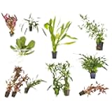 CANTON AQUATICS Beginner's 10-Pack Aquarium Live Plants Bundle - Ideal for Freshwater Tanks - Easy Care, Low Maintenance, & Vibrant Greenery for a Thriving Aquatic Habitat - 10 Plant Bundle