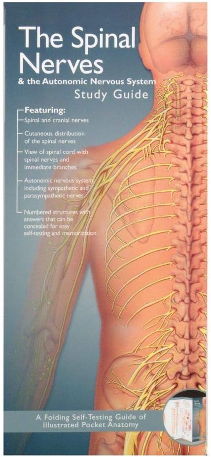 The Spinal Nerves & The Autonomic Nervous System