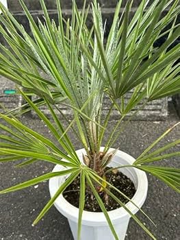 Amazon.co.jp: チャメロプス （チャボトウジュロ） 幹太 8号鉢 ①